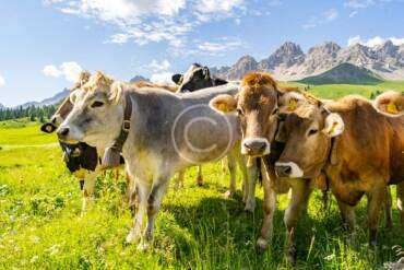 Efficient Farm Production Through Knowledge Sharing