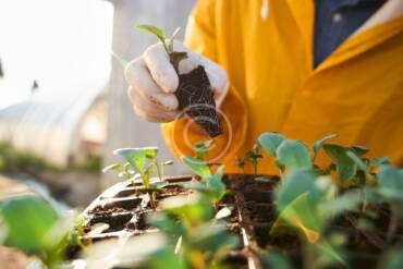 The Most Important Facts About Organic Farming