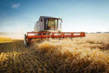 Top Five Strategies to Protect Crops from Wild Animals