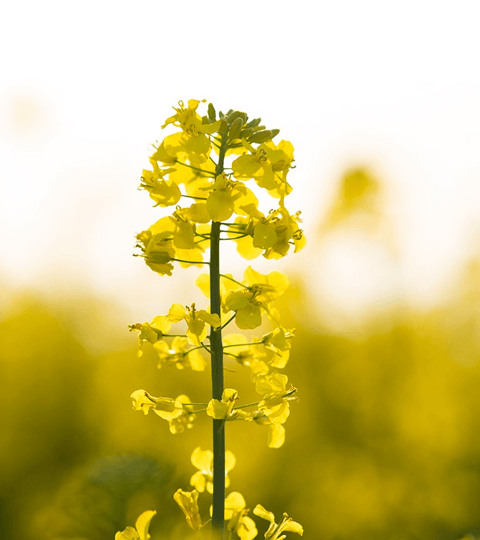 Canola