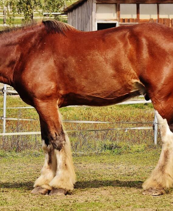 shire-horse-1699134_1280