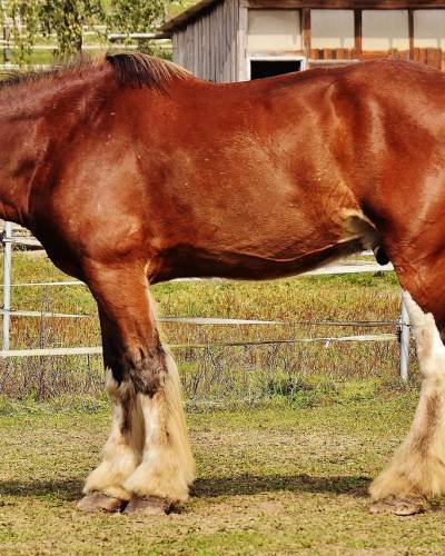 shire-horse-1699134_1280